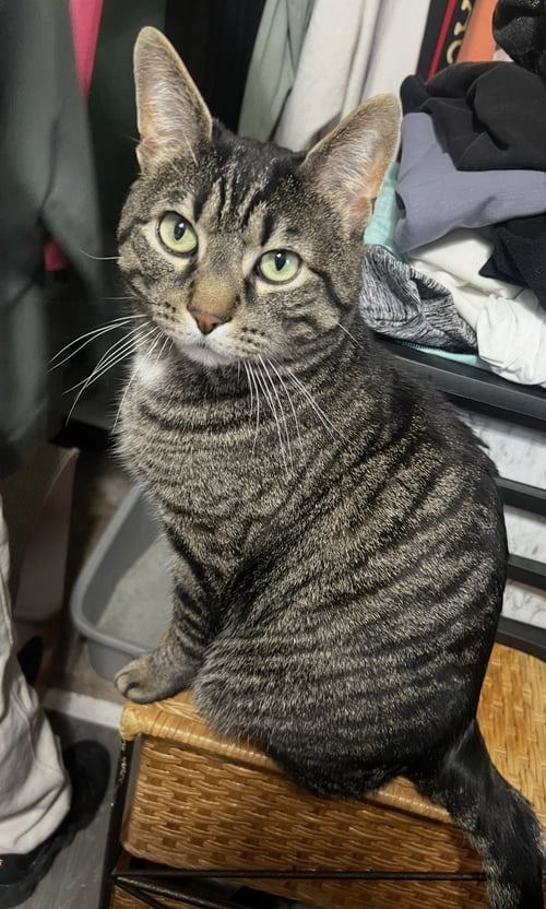 ROBERTO - Domestic Short Hair available for adoption