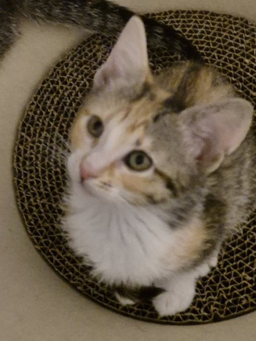 COTTON - Domestic Short Hair available for adoption