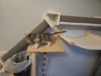 Cotton - Photo 3