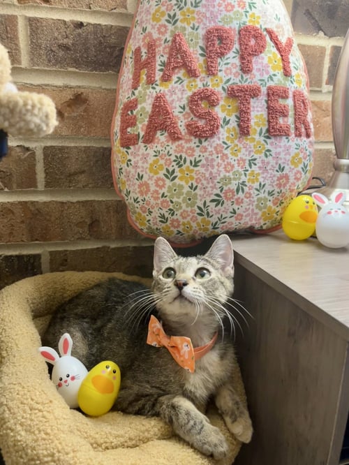 BUBBLES - Domestic Short Hair available for adoption