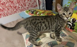 TUG OF WAR - Domestic Short Hair available for adoption