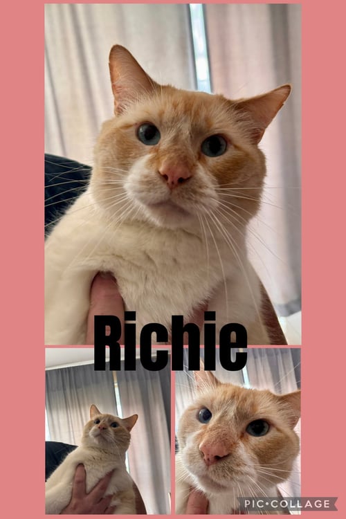 RICHIE - Domestic Short Hair available for adoption