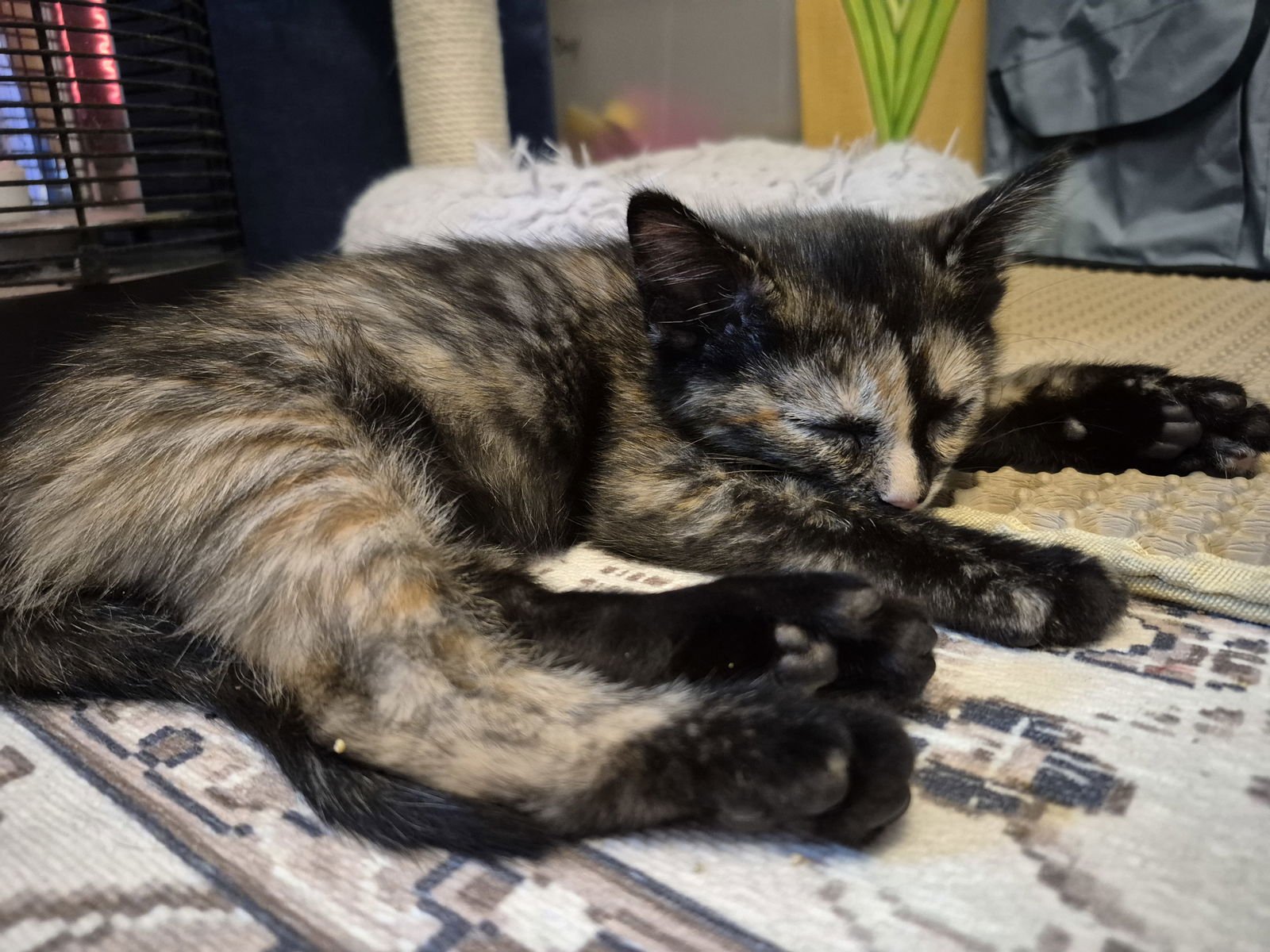 LINDSEY VONN - Domestic Short Hair available for adoption