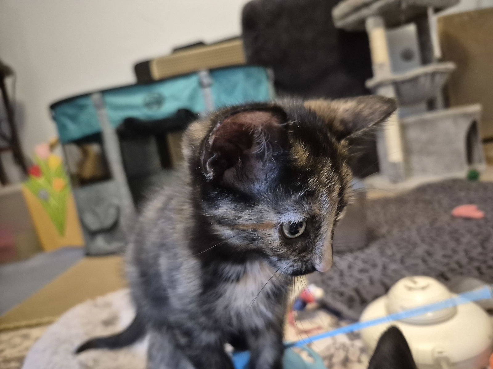 LINDSEY VONN - Domestic Short Hair available for adoption