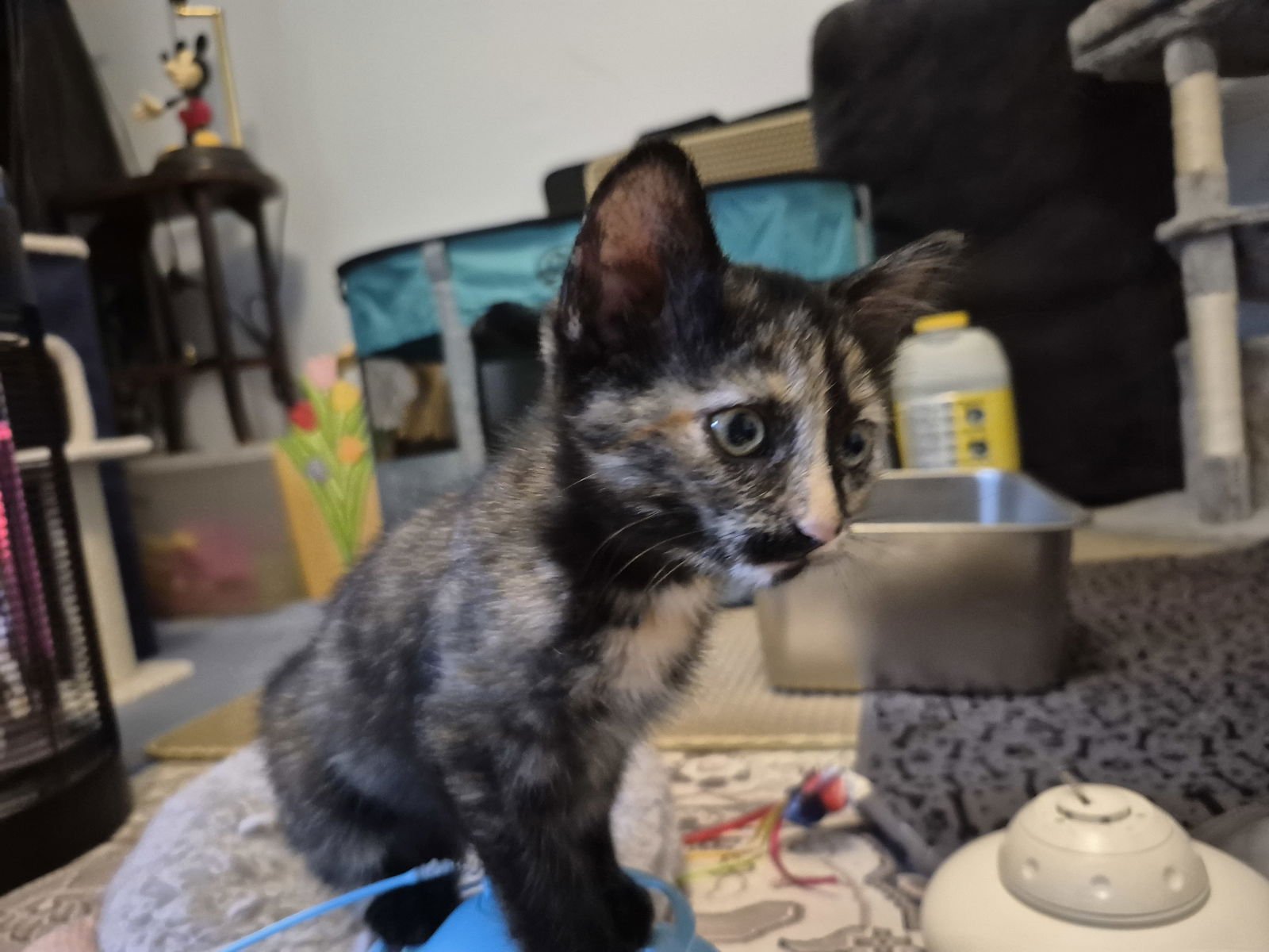 Lindsey Vonn - Photo 3