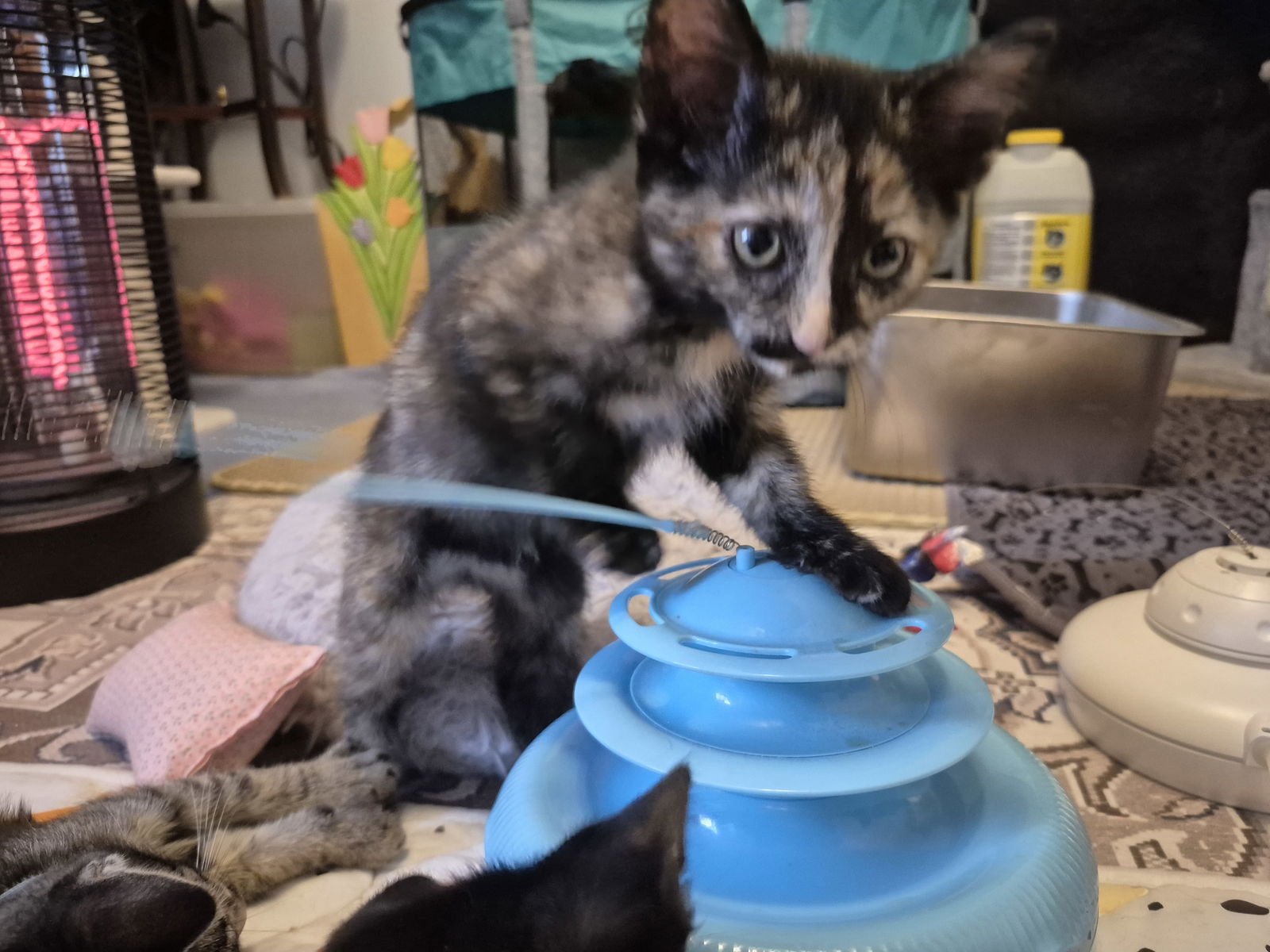 Lindsey Vonn - Photo 4