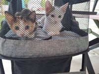 Peter and Phoebe (bonded pair) - Photo 3