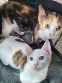 Peter and Phoebe (bonded pair) - Photo 4