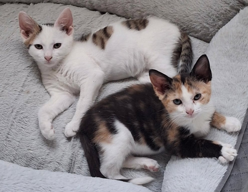 Peter and Phoebe (bonded pair) Image