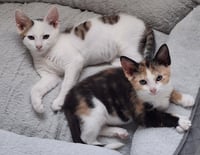 Peter and Phoebe (bonded pair) - Photo 1