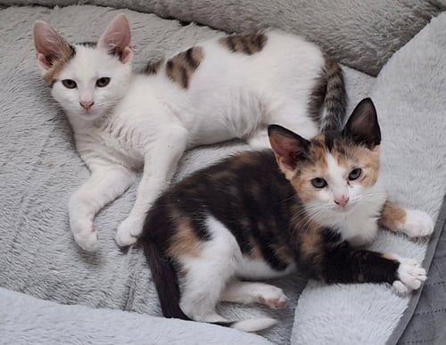 PETER AND PHOEBE (BONDED PAIR) - Domestic Short Hair available for adoption