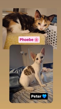 Peter and Phoebe (bonded pair) - Photo 2