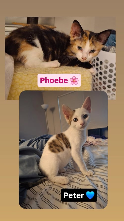 PETER AND PHOEBE (BONDED PAIR) - Domestic Short Hair available for adoption