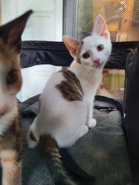 Peter and Phoebe (bonded pair) - Photo 5