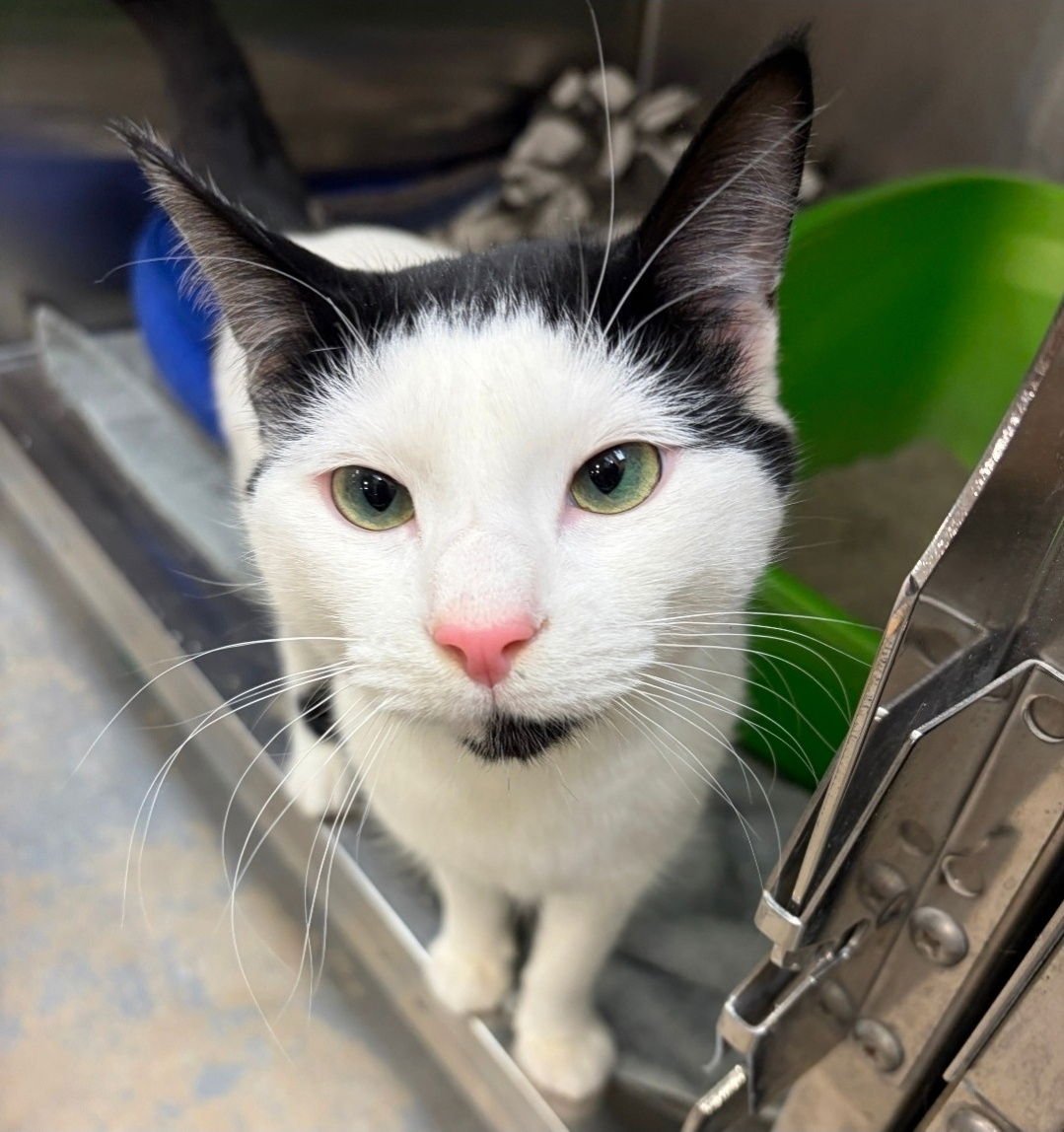 ELAINO - Domestic Short Hair available for adoption