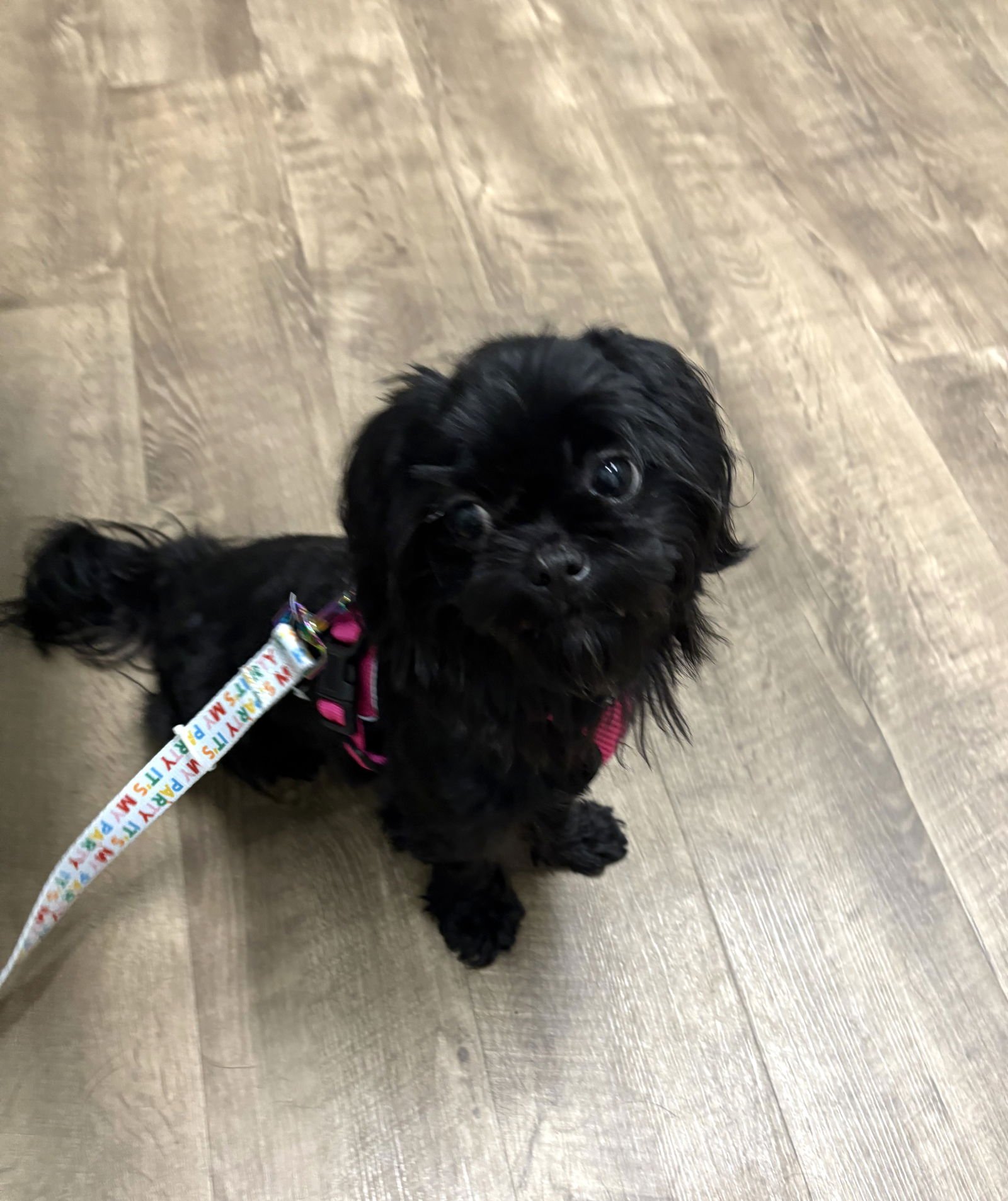 RENATA - Shih Tzu available for adoption