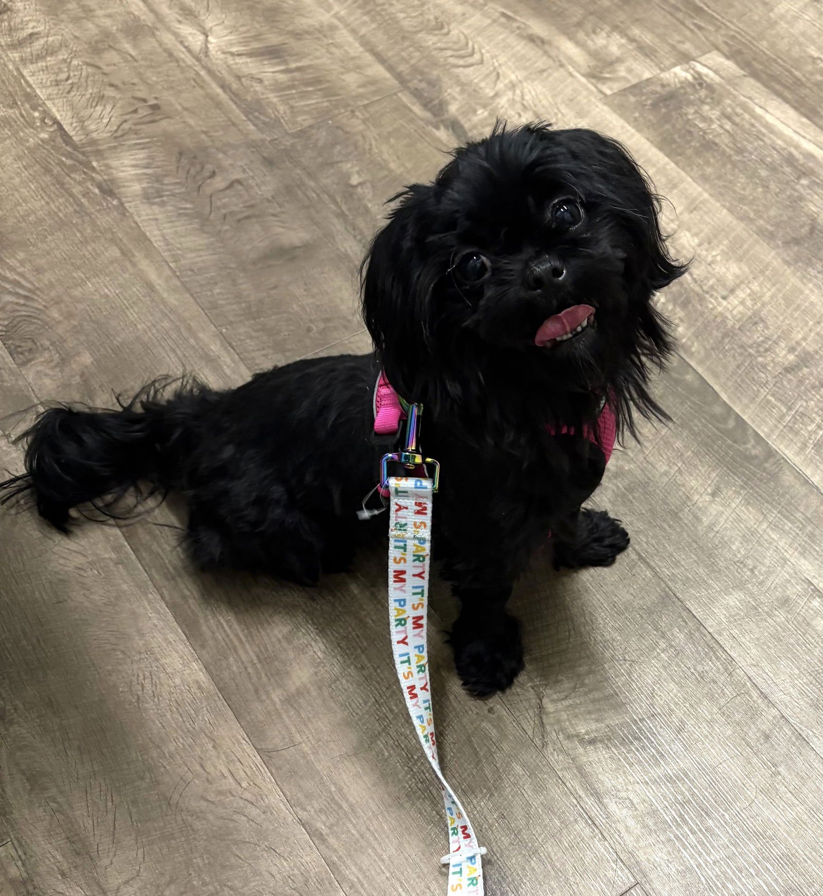 RENATA - Shih Tzu available for adoption