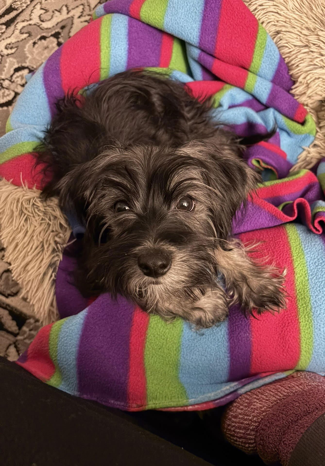 PERCY JACKSON - Havanese / Yorkshire Terrier Yorkie available for adoption