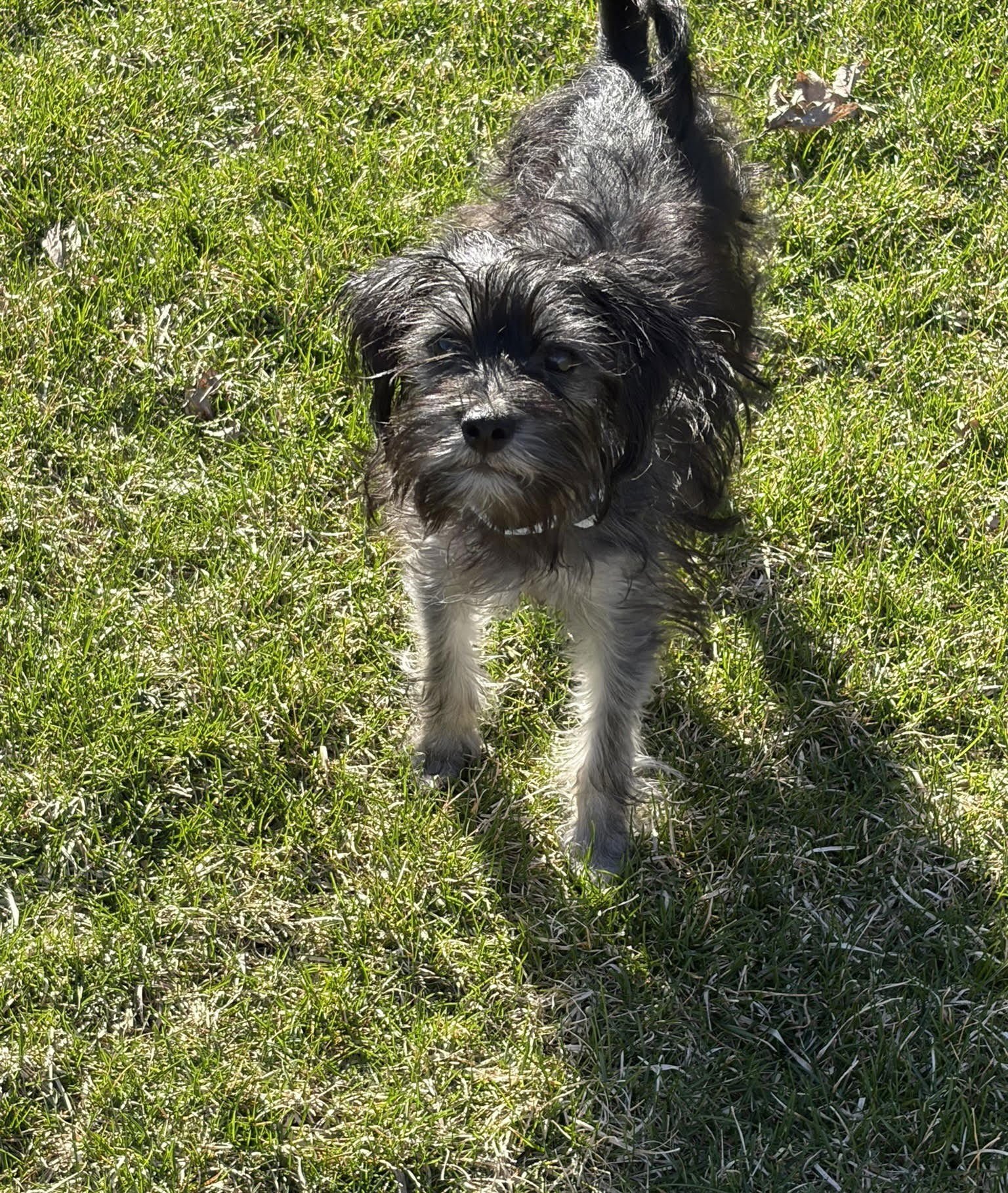 PERCY JACKSON - Havanese / Yorkshire Terrier Yorkie available for adoption