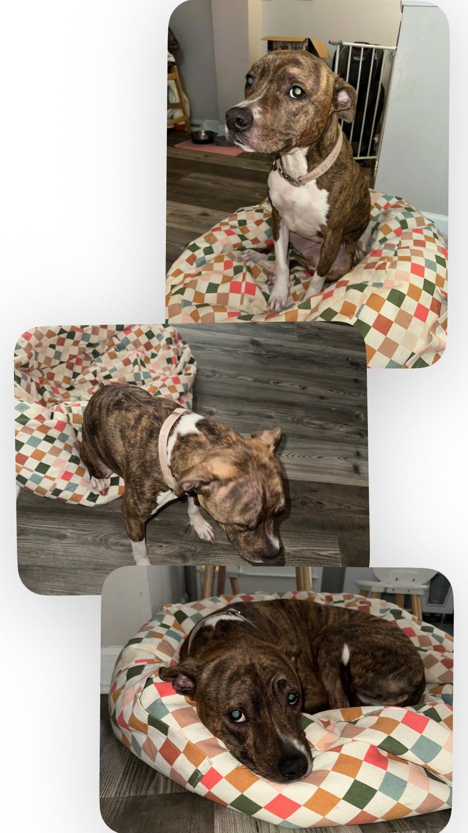 ABIGAIL - American Staffordshire Terrier available for adoption