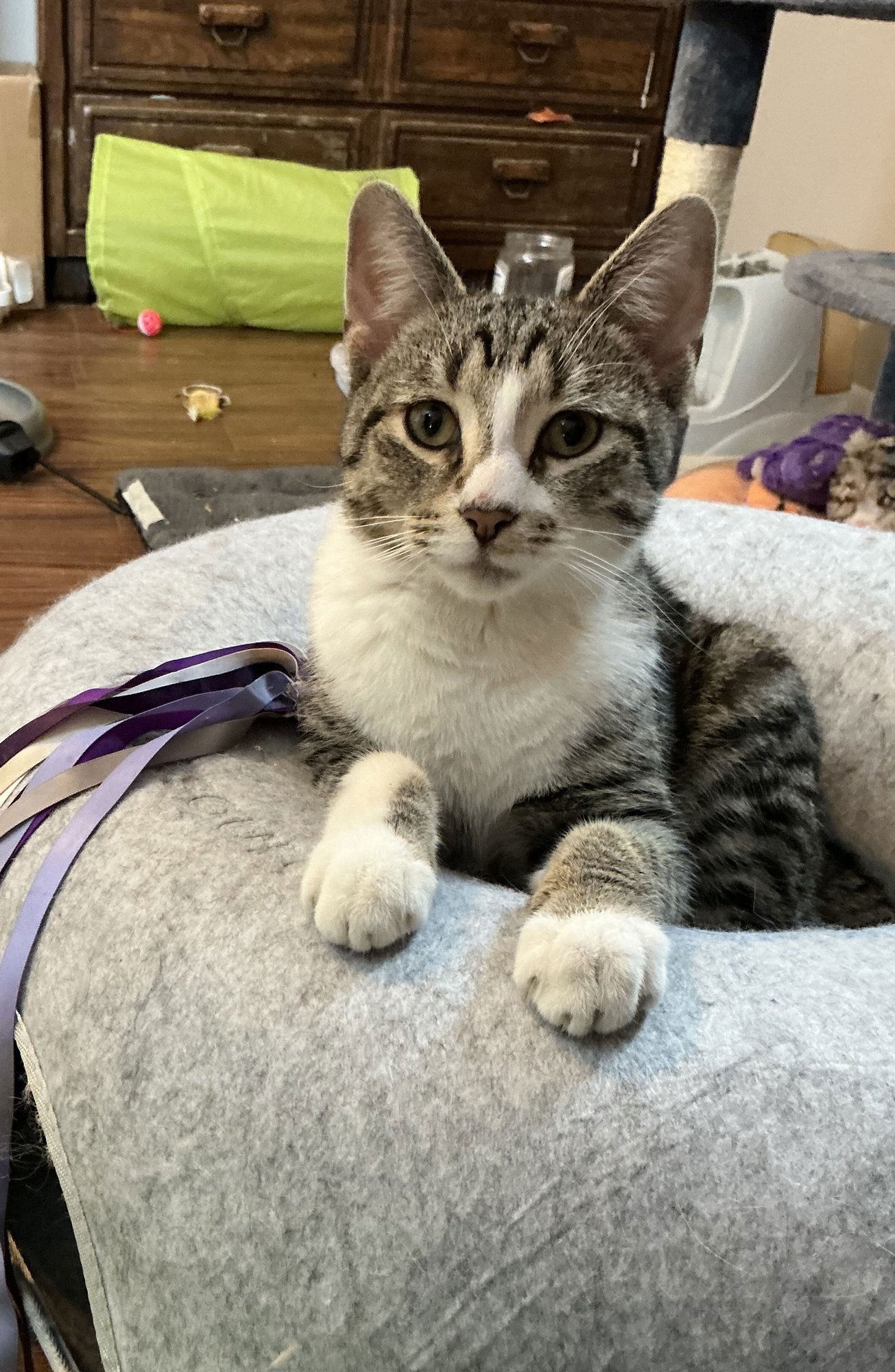 KODIAK - Domestic Short Hair / Tabby available for adoption
