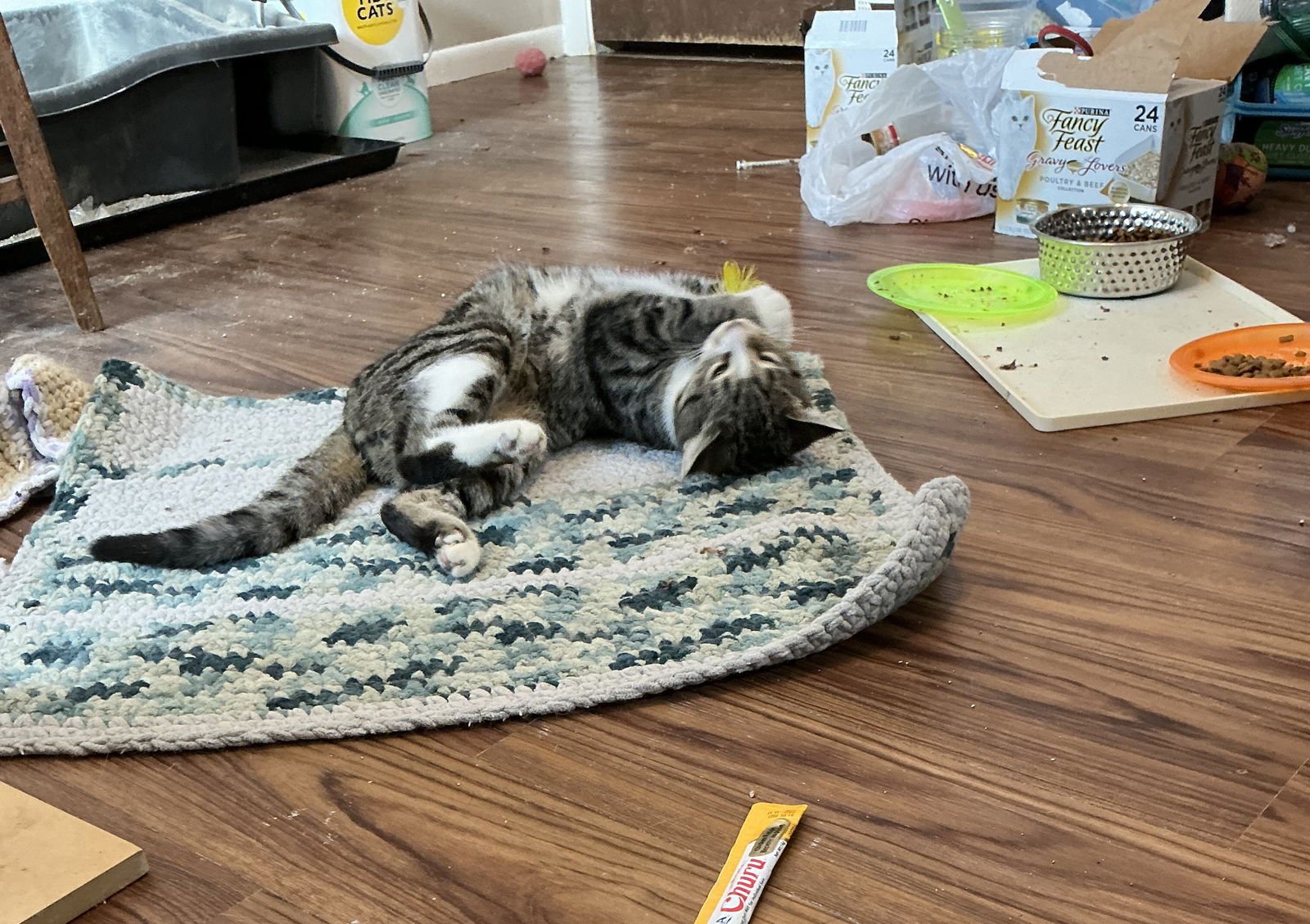 KODIAK - Domestic Short Hair / Tabby available for adoption