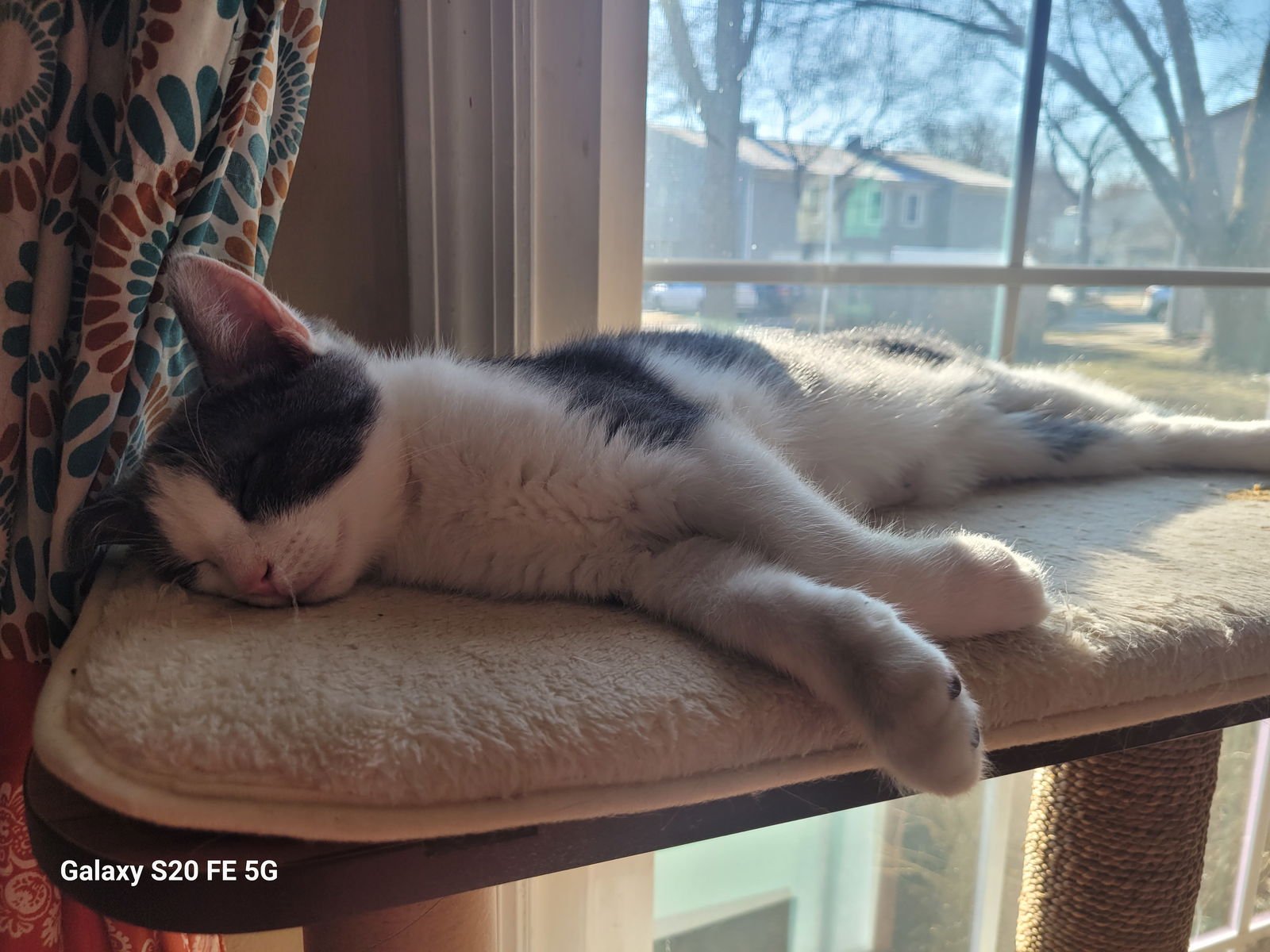 KANEKI - Domestic Short Hair available for adoption