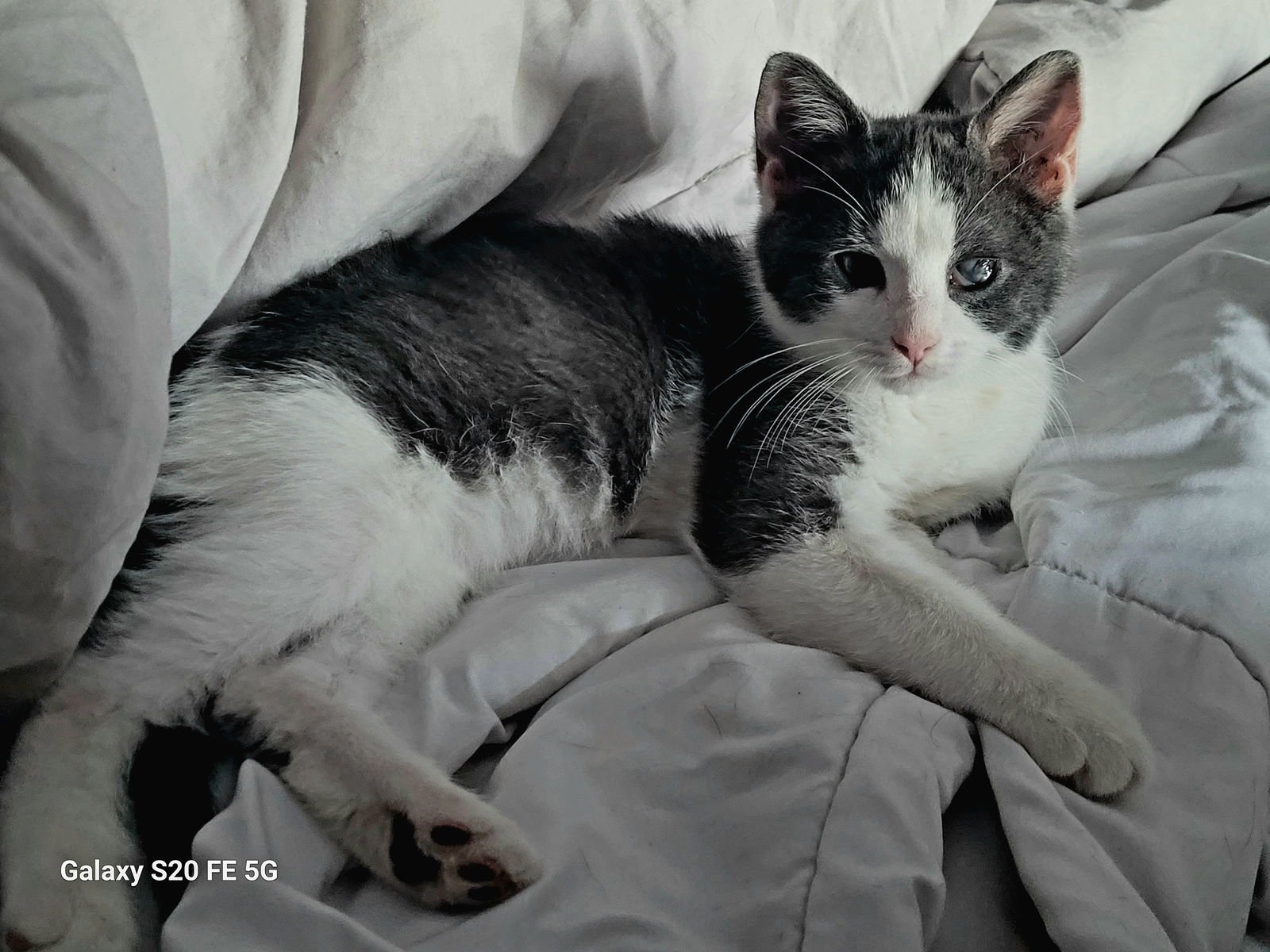 KANEKI - Domestic Short Hair available for adoption