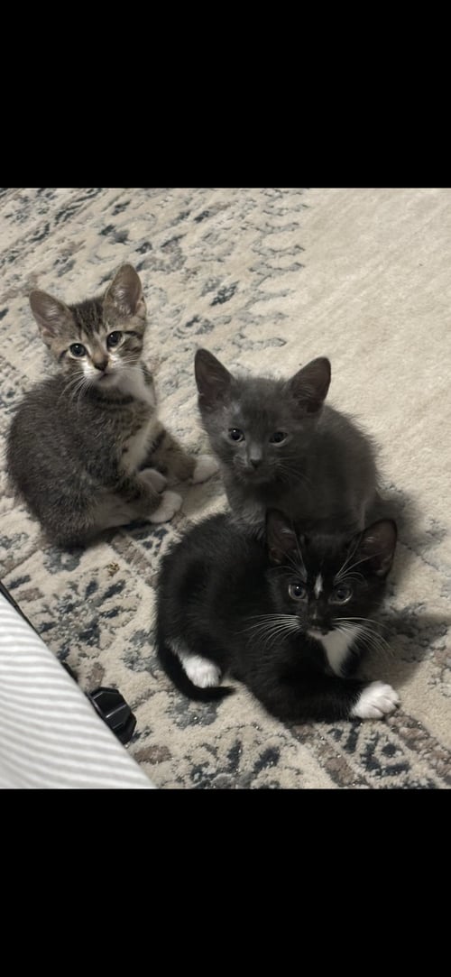 PLUTO AND SATURN (BONDED PAIR) - Domestic Short Hair for adoption in Naperville