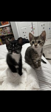 Pluto and Saturn (bonded pair) - Photo 2