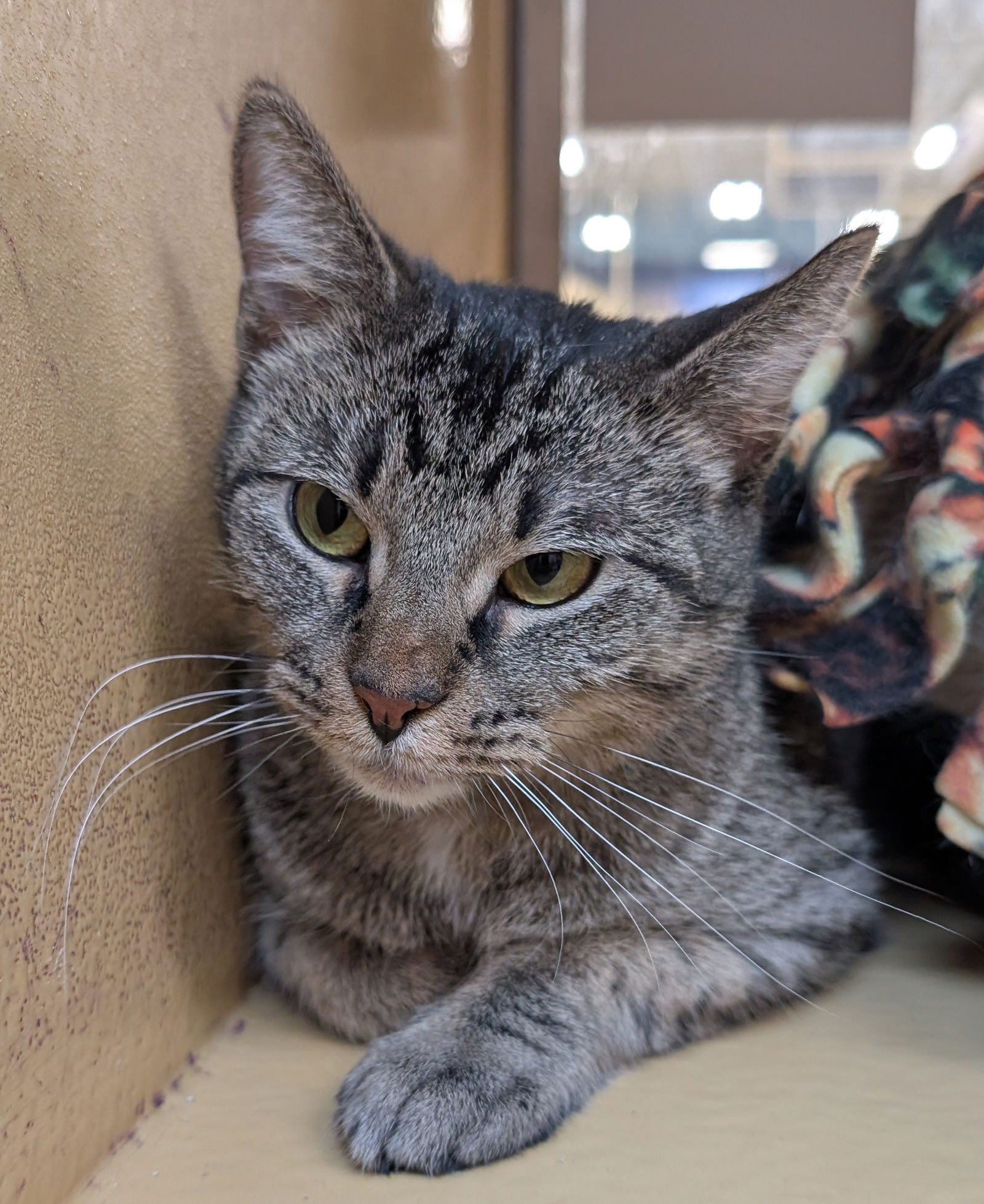 WILLOW - Domestic Short Hair available for adoption