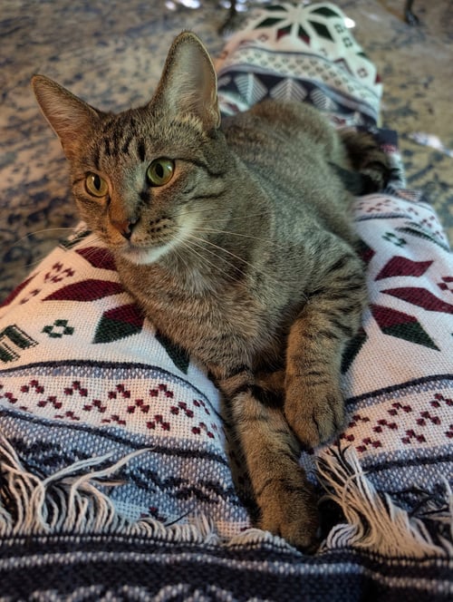 WILLOW - Domestic Short Hair available for adoption