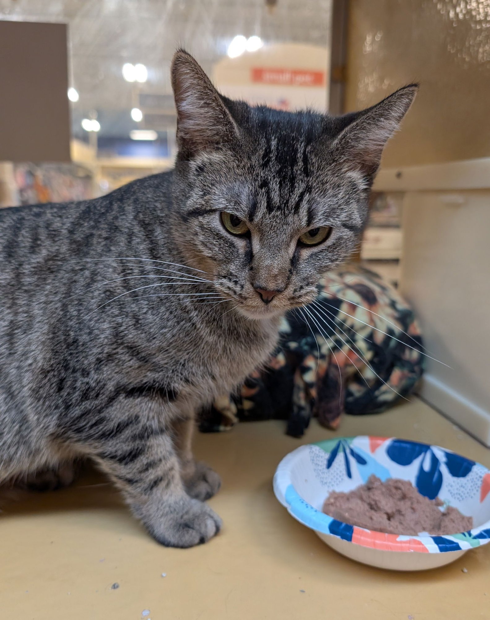 WILLOW - Domestic Short Hair available for adoption