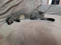 Willow - Photo 6