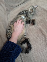 Willow - Photo 5