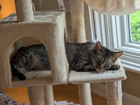 Willow - Photo 4