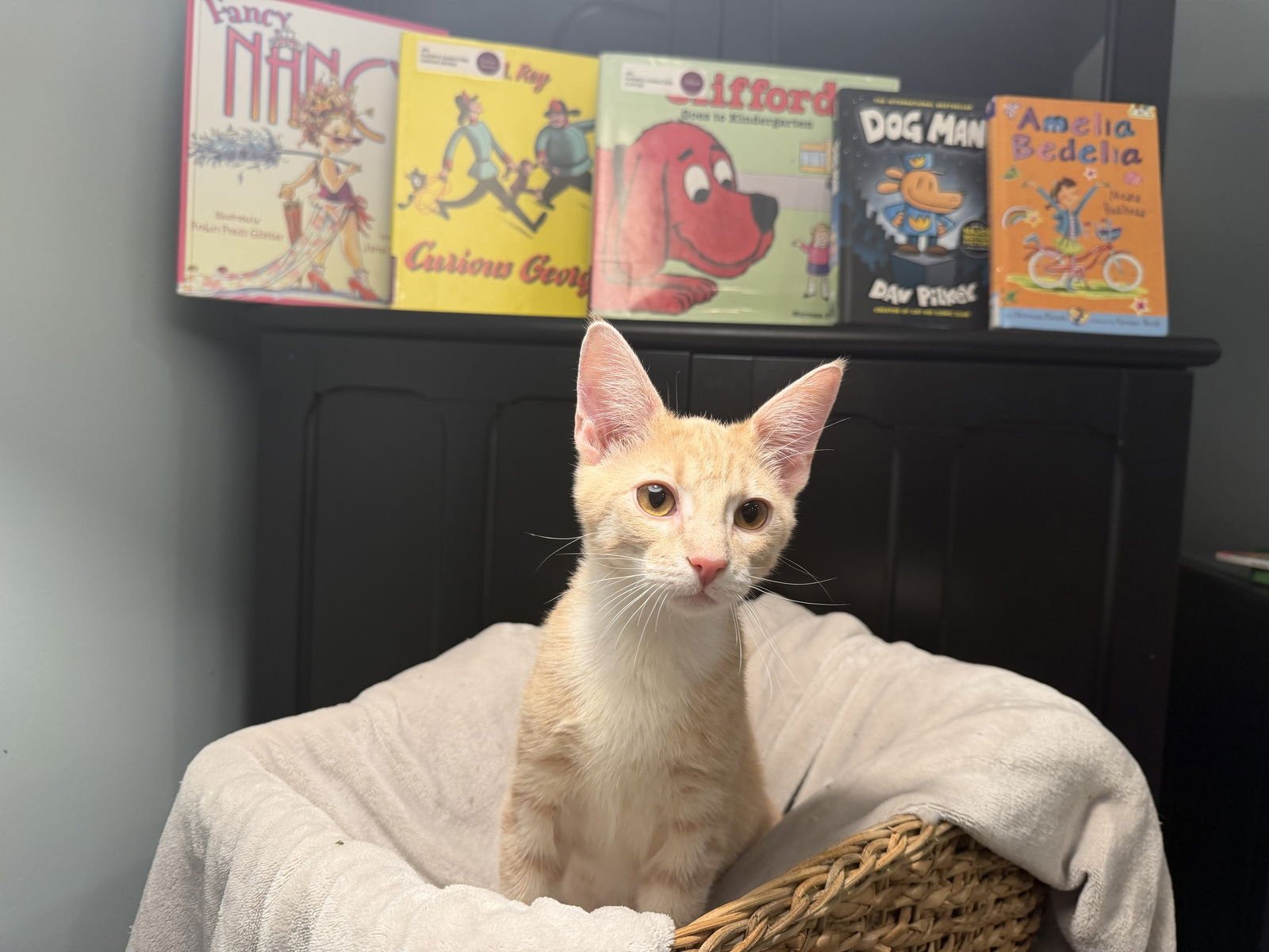 CURIOUS GEORGE - Domestic Short Hair / Tabby available for adoption