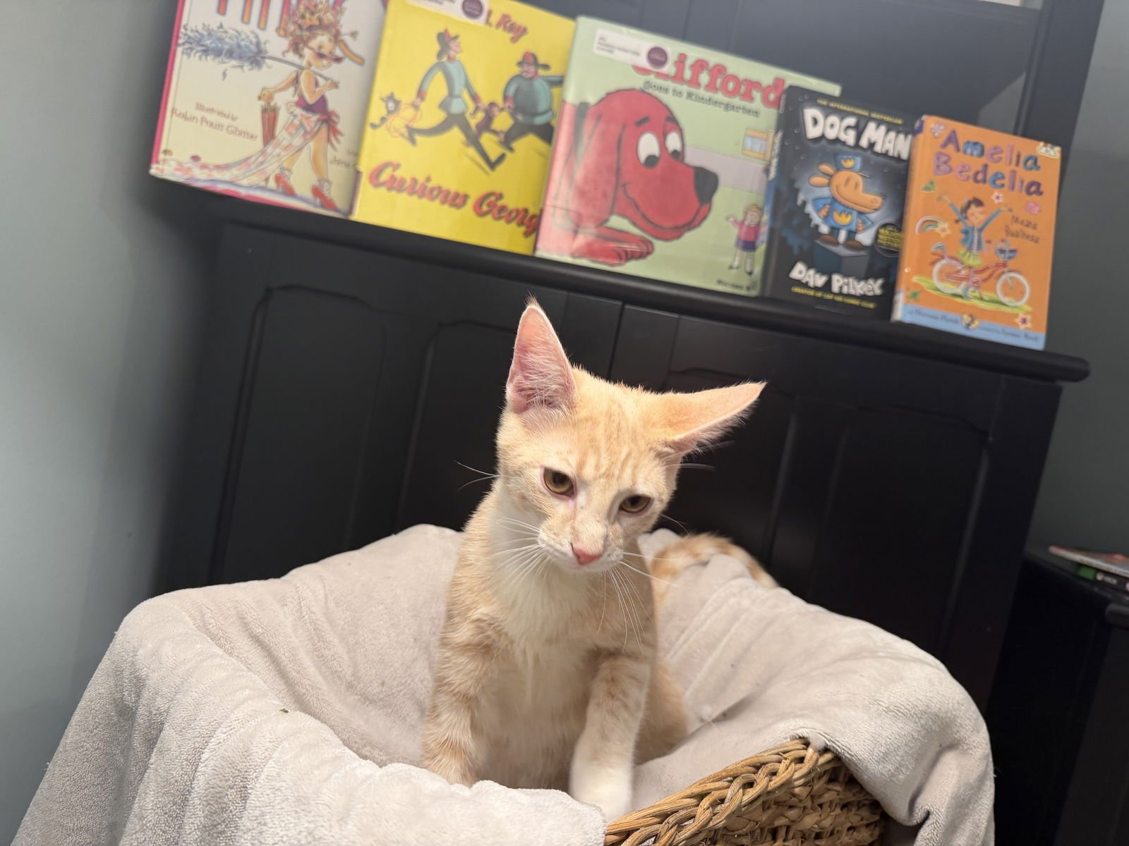 CURIOUS GEORGE - Domestic Short Hair / Tabby available for adoption