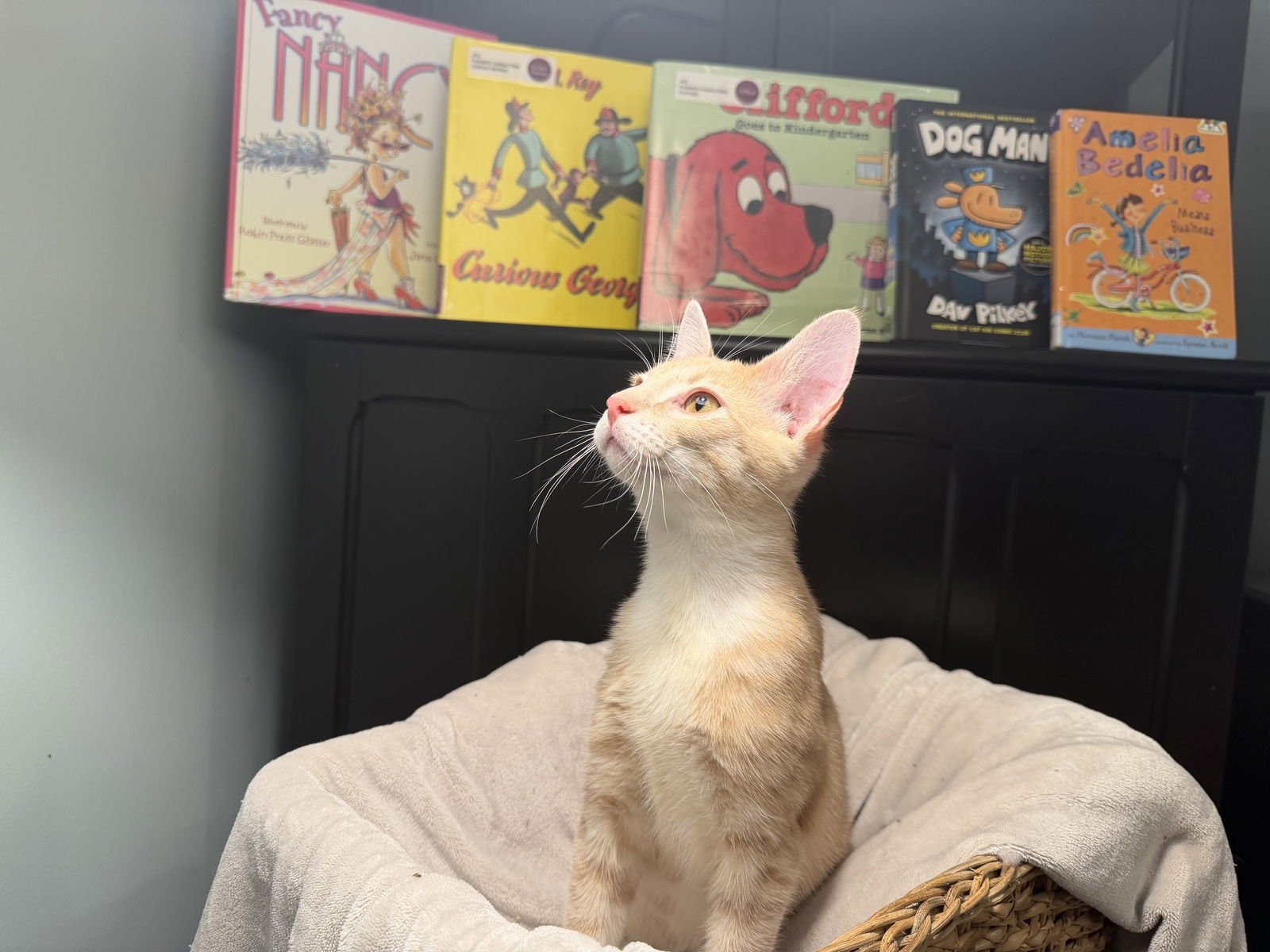 Curious George - Photo 3