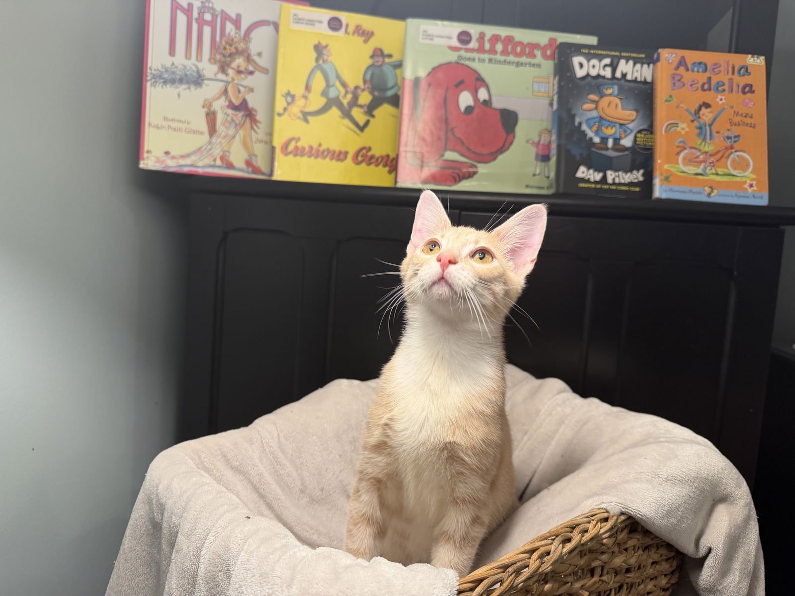 Curious George - Photo 4