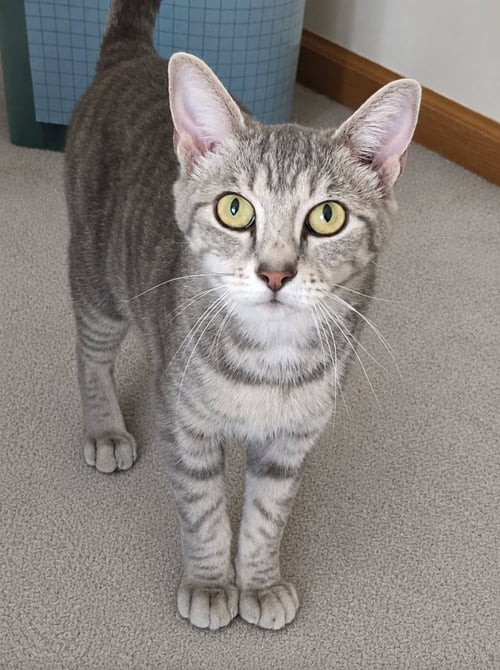COLBIE - Domestic Short Hair available for adoption