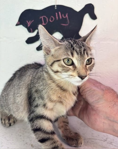 DOLLY - Domestic Short Hair available for adoption