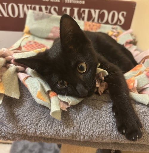 COAL - Domestic Short Hair available for adoption