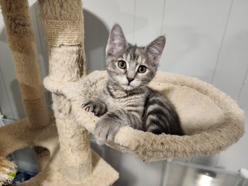 OLIVIA - Domestic Short Hair available for adoption