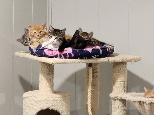 OLIVIA - Domestic Short Hair available for adoption
