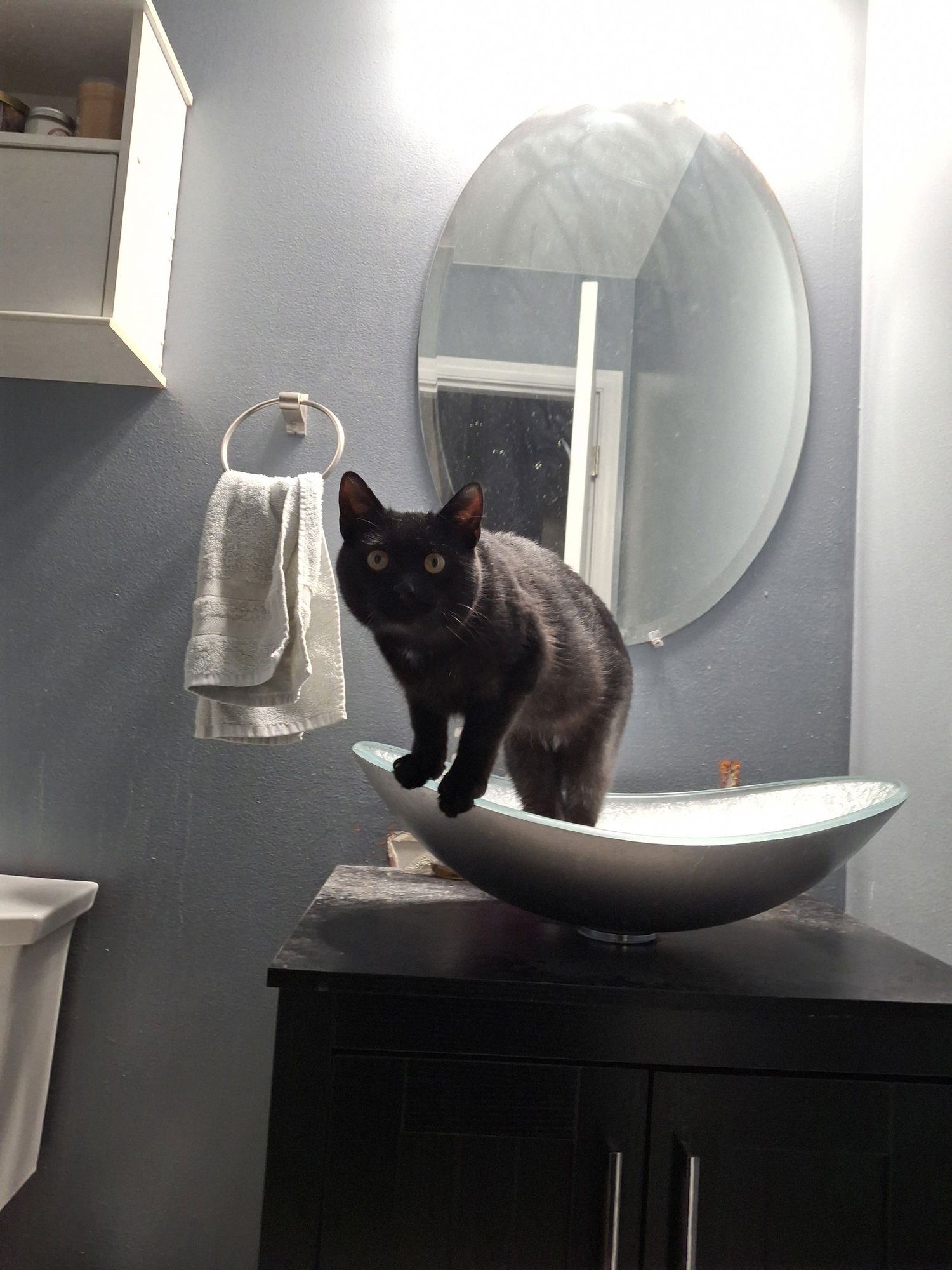 CHRISTOPHER - Domestic Short Hair available for adoption