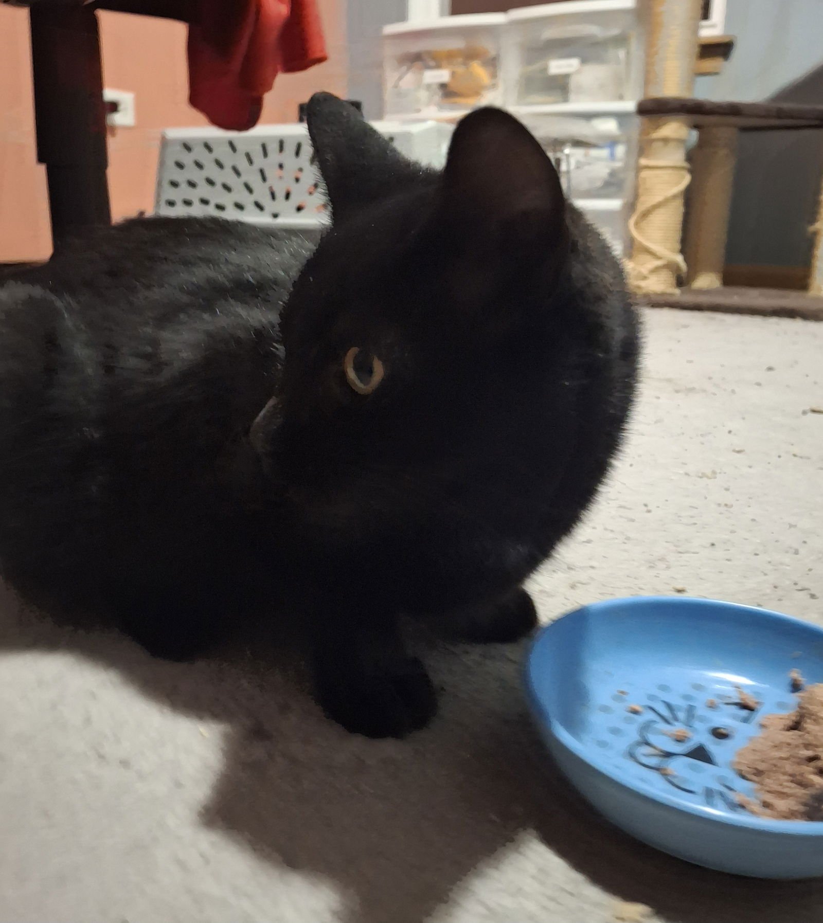 CHRISTOPHER - Domestic Short Hair available for adoption