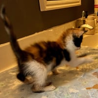 Darla - Photo 14