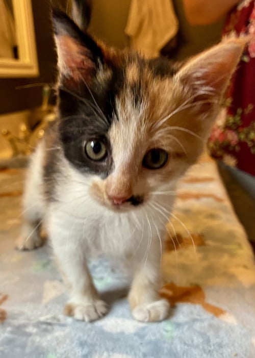 DARLA - Domestic Short Hair available for adoption