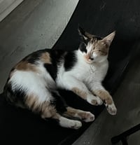 Darla - Photo 21